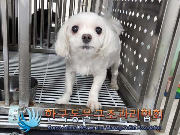 유기동물 - 말티즈